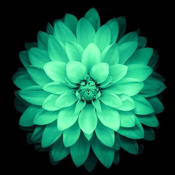 Meet your Posher, Enelia - Picture 1 of 1